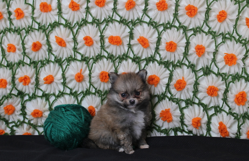 puppy, for, sale, Pomeranian, Matthew B. Stoltzfus, dog, breeder, Gap, PA, dog-breeder, puppy-for-sale, forsale, nearby, find, puppyfind, locator, puppylocator, aca